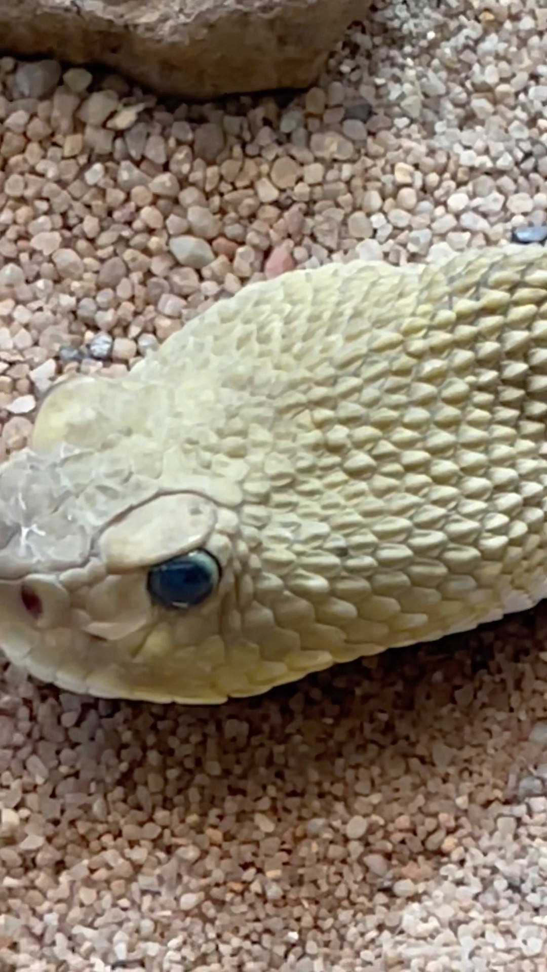 Nice-Looking Snake