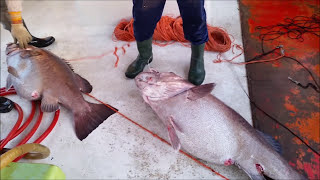 Deep Sea Fishing Malta