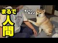 意地悪され全力でチクるドヤ顔のまるで人間な柴犬