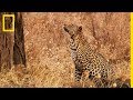 Ce léopard grimpe à plus de 10 mètres pour chasser