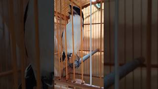 CENDET GACOR MATERI GEREJA TARUNG SAMBUNG KUNTILANAK PANJANG #cendet #cendetgacor #shortvideo