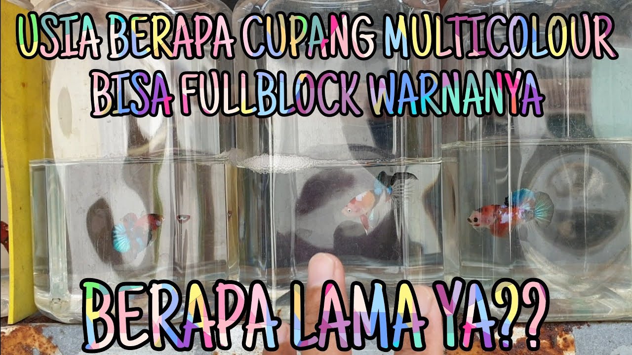 USIA BERAPA BULAN ANAKAN CUPANG MULTICOLOUR WARNANYA FULLBLOCK?