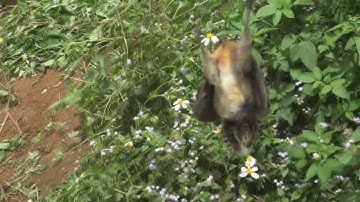 CUA NOOG W MAG ZOO SAIB TIAG TIAG #1