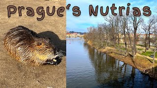 Prague´s Nutrias (Bisamratten) 🇨🇿 🦫 Strelecky Island (Schützeninsel) 🏝️ Walking Tour