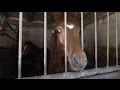 Missstände auf einem Pferdehof: Einsatz für die Tierschützer