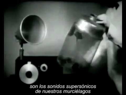 Robert Galambos - Historia de la ecolocalización (subtitulado)