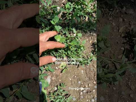 Video: Yılan knotweed (Poligonum bistorta L.)