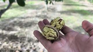 Calitatea 2025 la soiul de nuc Pescianski | Pregătirea livezii pentru recoltare.