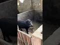 Amazing Wild Boar Jumping 🐗 #warthog #pig #boar #viral #short #animal #wildpig #wildlife