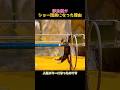 野良猫人生逆転した理由