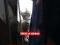 just another cat kitten random video on sunday #shorts