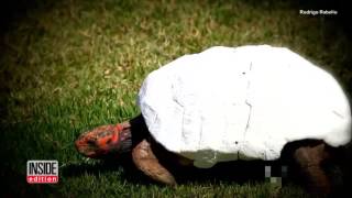 Tortoise Gets Hand Painted 3D Printed Shell After Surviving Forest Fire