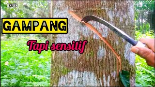 CARA SADAP KARET UNTUK PEMULA || NGIRIS KARET