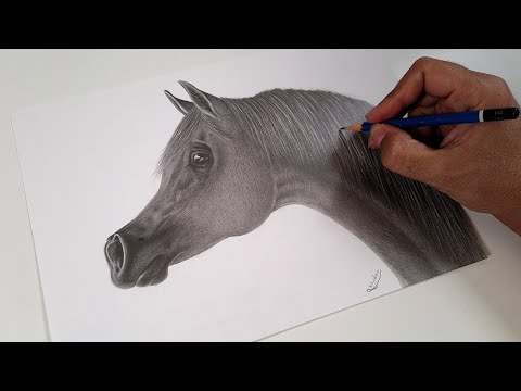 كيفية رسم وتظليل حصان باقلام الرصاص رسم واقعي رسم متقدم خطوة بخطوة