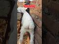 Turkey dumba #dumbafarming #youtubeshorts #fullgullabi #shortvideo #viral