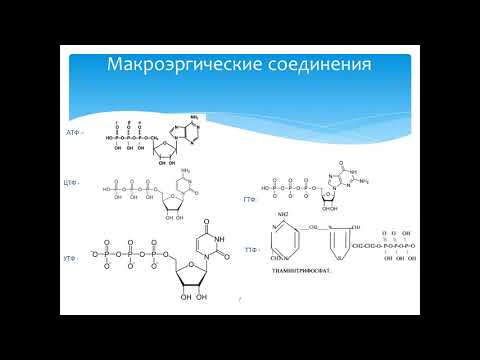 Газимагомедова М.М. Биоэнергетика лекция