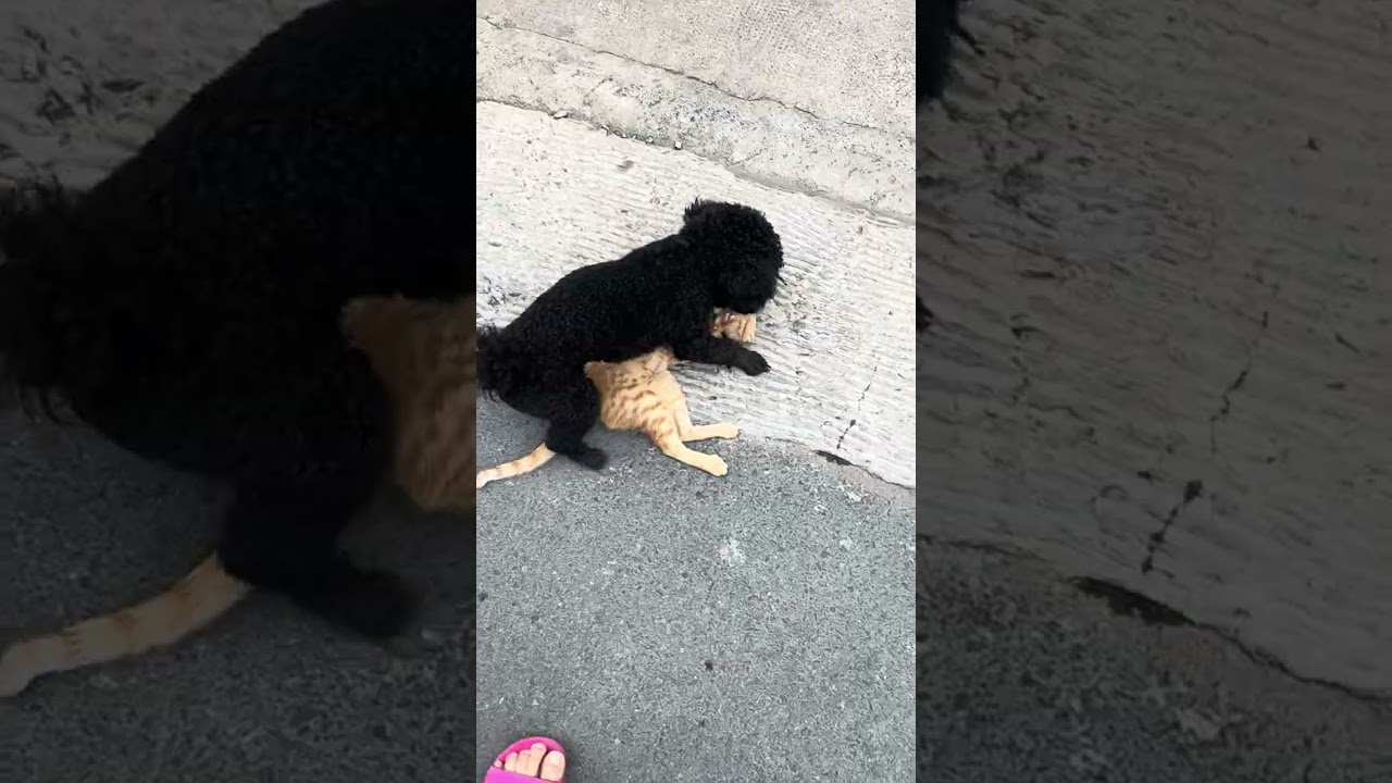 Cats and a dog are playing together