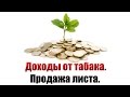 Выращивание табака. Доходы от табака. Продажа листа.