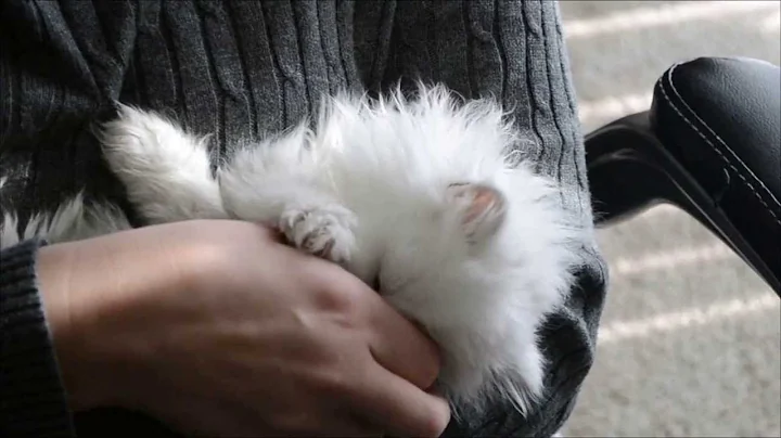 Video 2847071: female silver persian kitten, silver cattery