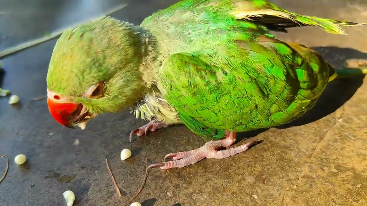 Ringneck Parrot Videos Compilation || Tote Ko  Kya Khilana Chahiye || #parrot  #birds #parrot life