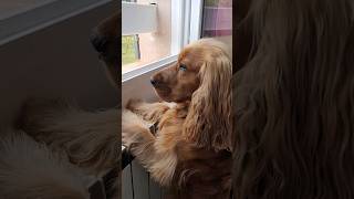 Curious dog 🐕 English Cocker Spaniel barking 🐶 🌧 Rainy day in France 🇫🇷