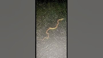 Saw this baby gopher snake in the parking lot. It finally slid under a car.🚗