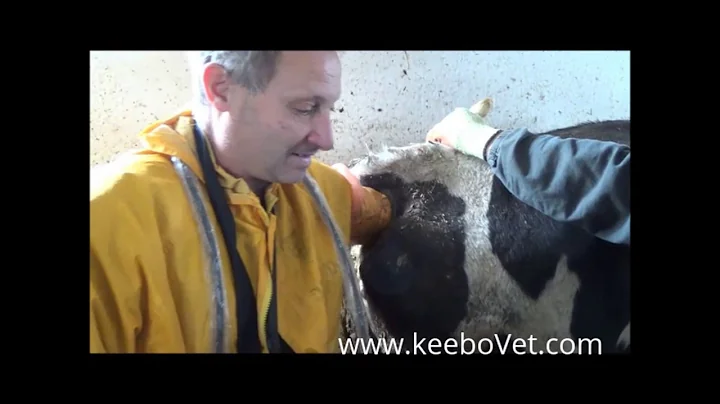 Cow Pregnancy of 47 days Detected with RKU-10 Ultrasound