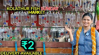 Cheapest Color Fishes starts at ₹2 | kolathur fish market