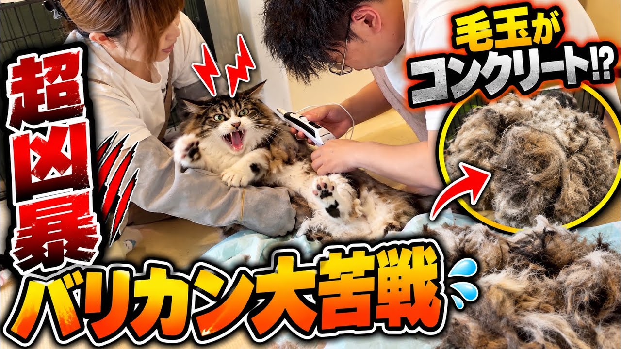 全身が巨大な毛玉になった猫…バリカンしたら大暴れ！！
