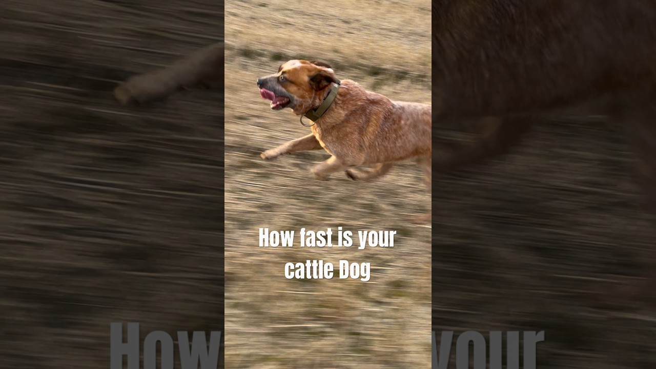 How Fast Is Your Cattle Dog Turbo The Red Heeler 