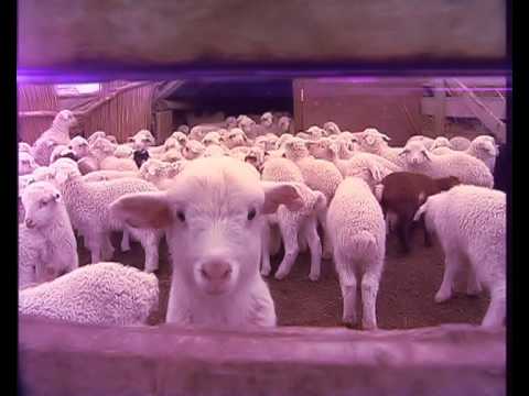 კურიერი