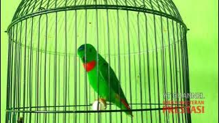 Tembakan Sadis !!! Serindit Gacor Nembak Panjang, Masteran Murai Batu Paling Dicari