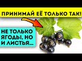 Как её ещё не запретили? Что творит смородина с сердцем, сосудами, зрением, желудком, кожей...