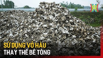 Biến vỏ hàu thành vật liệu sinh học thay thế bê tông | Tin tức | Tin quốc tế