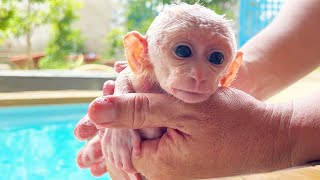 Cute baby monkey Bon Bon takes a bath and gets new clothes from her dad