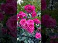 ”World’s Most Beautiful Flowers 🌹✨ | Nature Relaxation 4K”