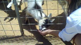 Emily feeding goats & sheep