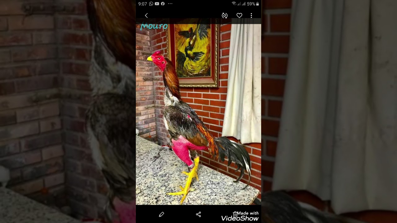 Galo moro do João vepo filho