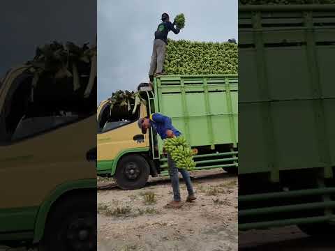 تحميل الموز بالشاحنات بشكل جميل