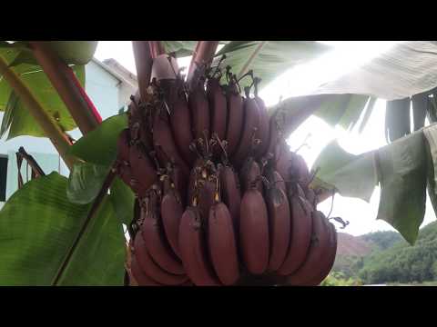 Video: Chuối đỏ: Loại Trái Cây Kỳ Lạ Từ Costa Rica