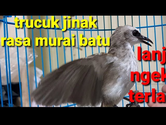 suara trucukan isian murai batu yang satu ini cerewetnya minta Ampuh|kicau trucuk gacor gak mau diam class=