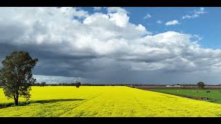 Download Lagu 🌻🌻 Cobram Canola 🌻🌻