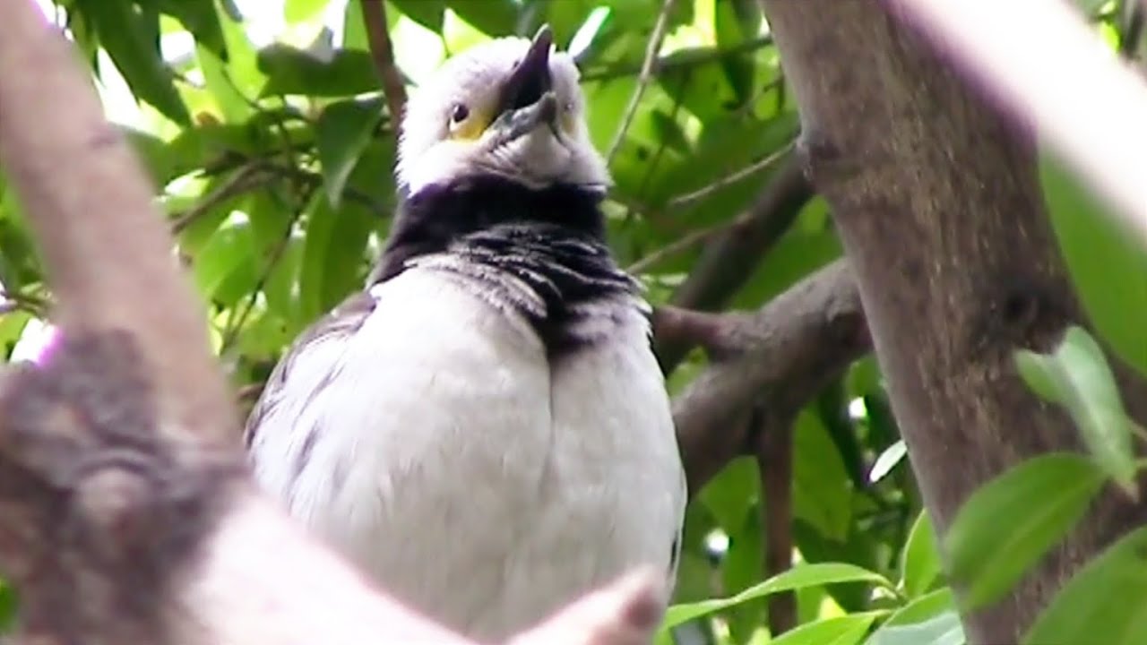 黑領椋鳥在枝葉間高歌 Black-collared Starling tweets on a tree #jalak #jalakgacor ...
