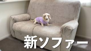 犬に破壊されたソファを修復したら可愛い生き物が群がってきたw - YouTube