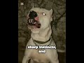 The Dogo Argentino Is Not For Everyone Would You Handle It