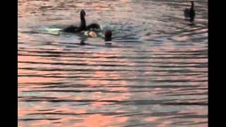 Лебедь нападает на купальщика