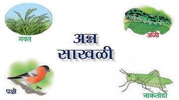 अन्न साखळी