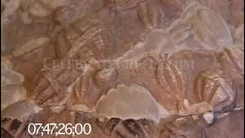 0250 "The omphalos," the center of the universe at Delphi, Greece