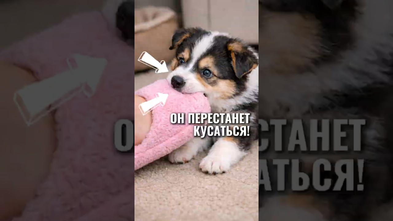 Вся правда про ПОКУСЫ СОБАКОЙ от кинолога 