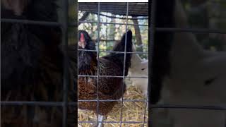 Chicken Feed, how much does one chicken eat per day?